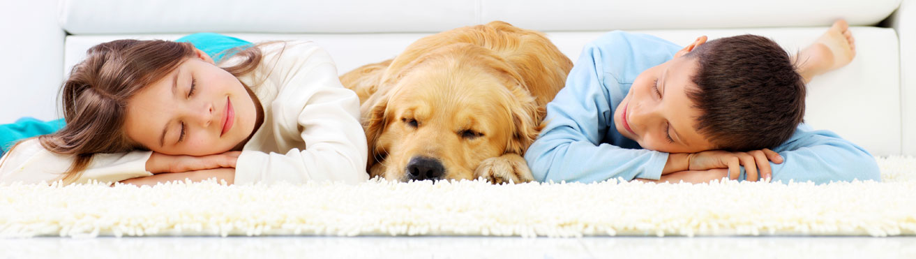 remove pet hairs from carpet